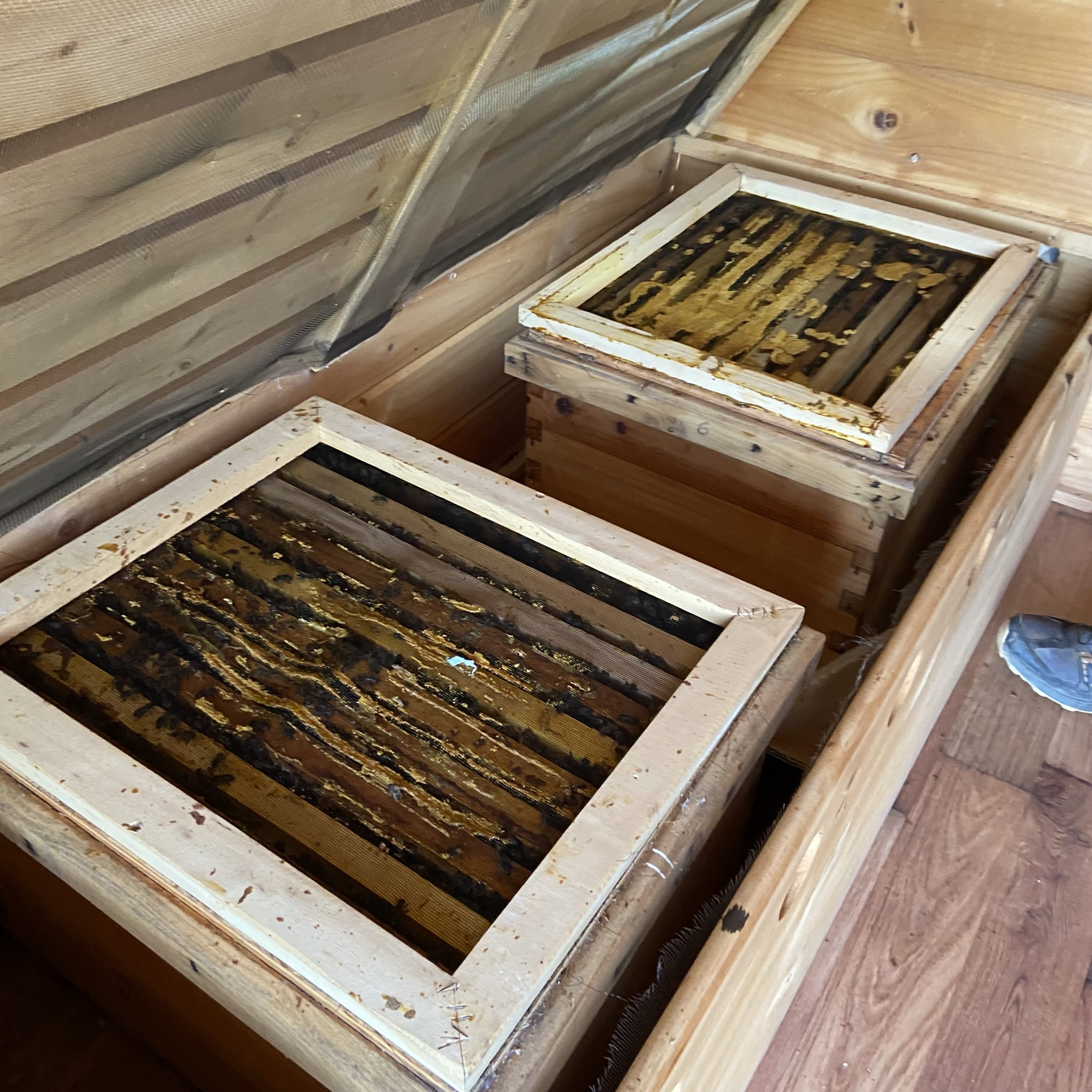 Sauna de abejas - Sabadell - Imagen 4